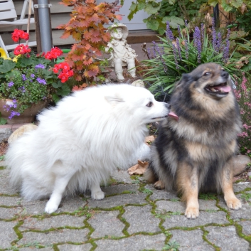 Mittelspitze Kikki und Rocky 03