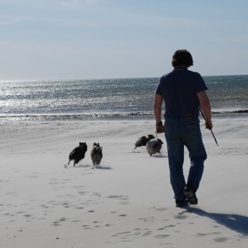 Mittelspitze von der Rosssteige - Urlaub in Vejers Strand in Dnemark