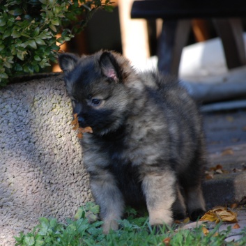 Mittelspitzwelpe Lilly von der Rosteige mit 8 und einer halben Woche 05