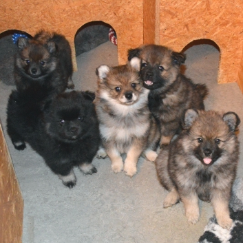 Mittelspitzwelpen U-Wurf von der Rosteige mit 9 Wochen Gruppenbild 01