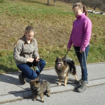 Mittelspitzwelpen U-Wurf von der Rosteige mit 9 bis 10 Wochen 01b