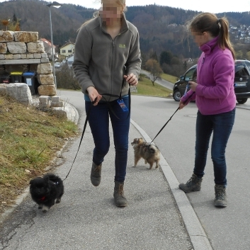 Mittelspitzwelpen U-Wurf von der Rosteige mit 9 bis 10 Wochen 09b