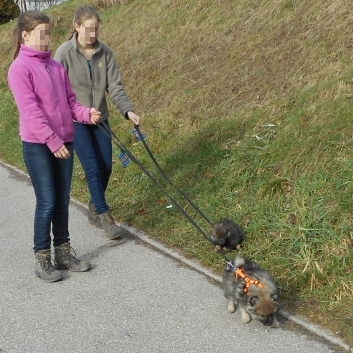 Mittelspitzwelpen U-Wurf von der Rosteige mit 9 bis 10 Wochen 10b