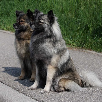 Mittelspitz Arabella mit Tochter Ella von der Rosteige