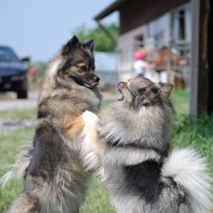 Titelbild Arabella und Bonita von der Rosteige