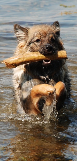 Wasserspitz Kikki von der Rosteige 01