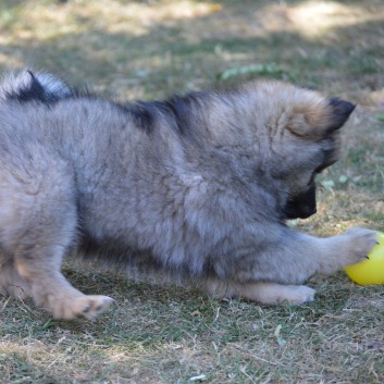 Zoey von der Rosssteige mit 9 Wochen 01