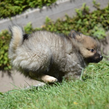 Zoey von der Rosssteige mit 9 Wochen 06