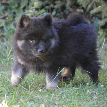 Zorro von der Rosssteige mit 9 Wochen 02