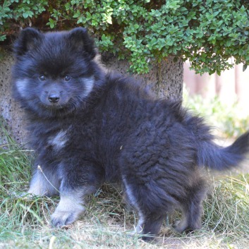 Zorro von der Rosssteige mit 9 Wochen 05