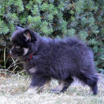 Zorro von der Rosssteige mit 9 Wochen 06