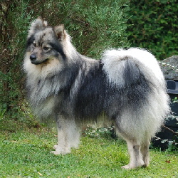 Balou von der Rosteige