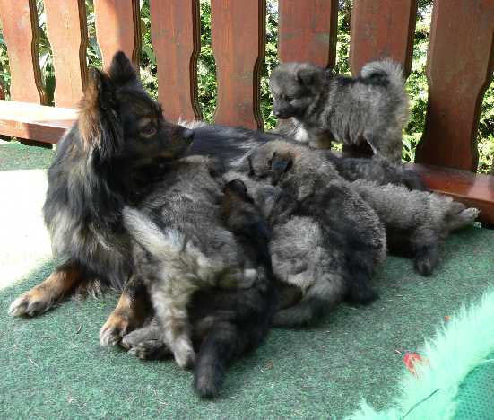 Mittelspitz Welpen mit Mama auf dem Balkon